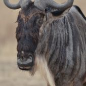  Ngorongoro Crater, TZ